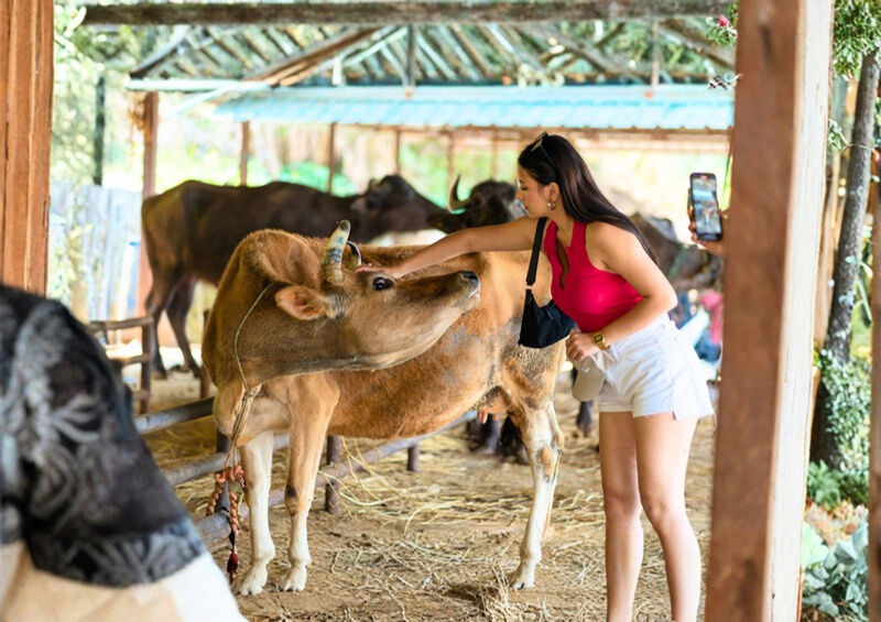 A guest with cows at the organic farm at Rupakot Resort